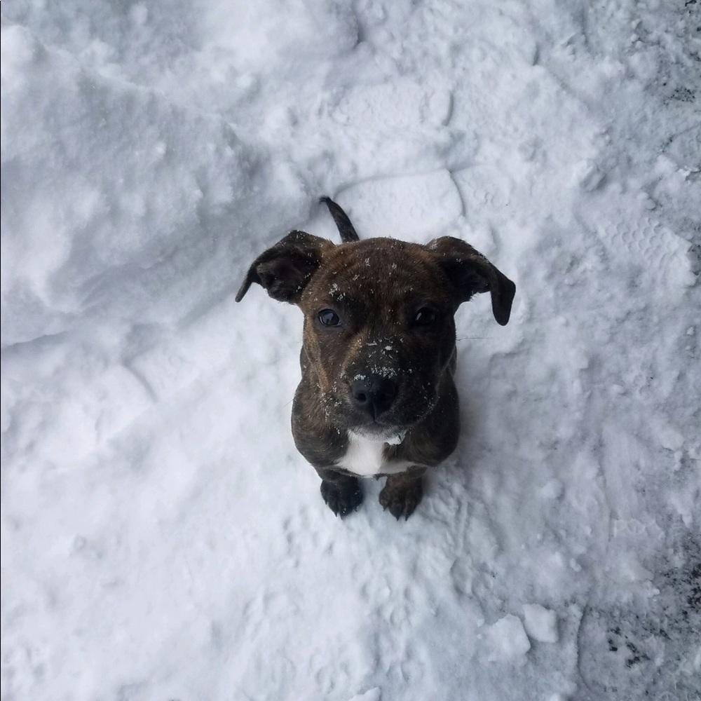 Meet your Posher, Mickie
